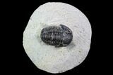 Bargain, Gerastos Trilobite Fossil - Morocco #87568-1